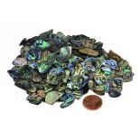 Paua Abalone, 2 oz, Large Pieces