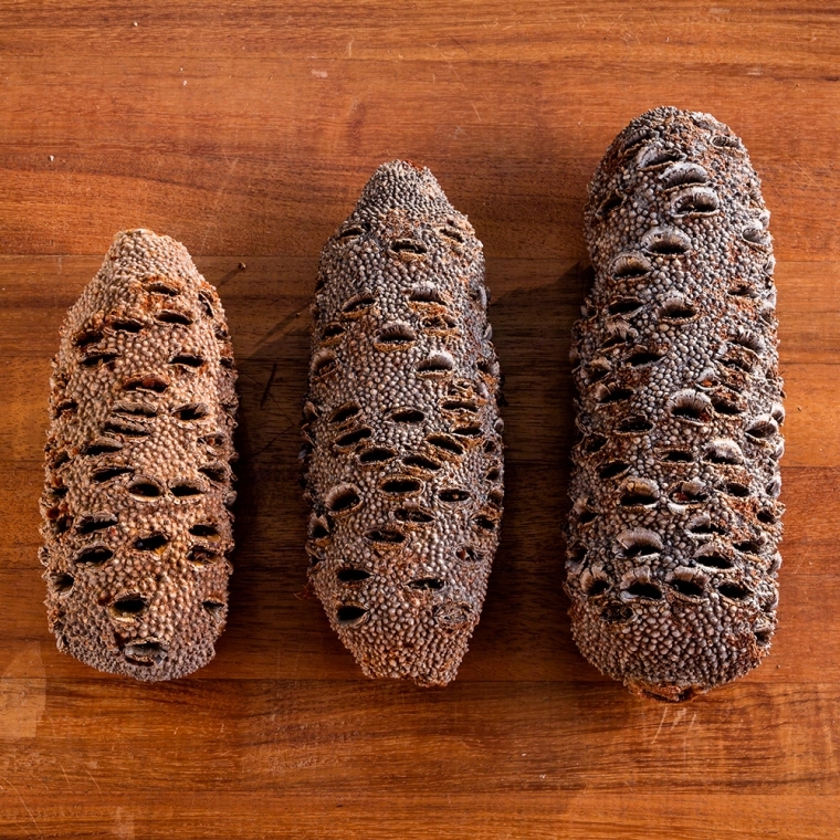 Banksia Nuts for Turning - full pic 