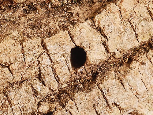 Hole in tree typical of an emerald ash borer infestation