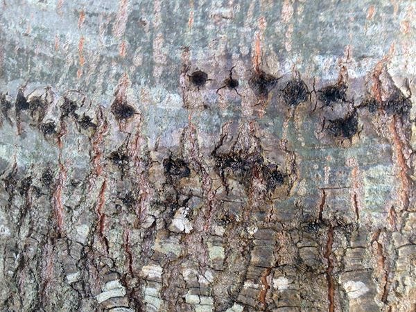 Ash tree bark that has been punctured by worms, ash borers or woodpeckers