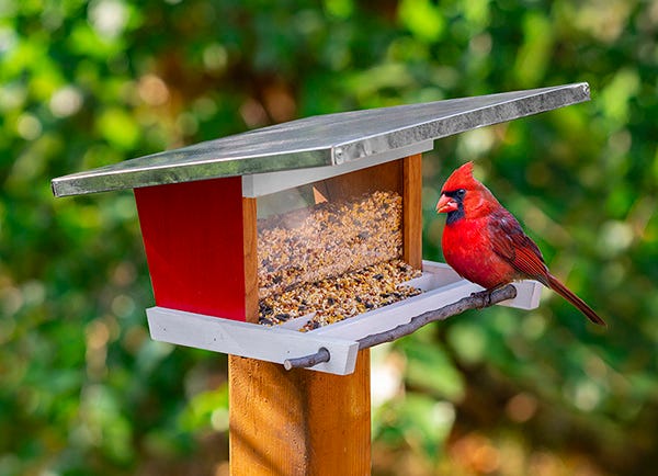 red bird feeder