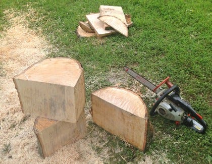Cutting wormwood tree into turning blanks with a chainsaw