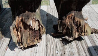 wood damaged by weather elements