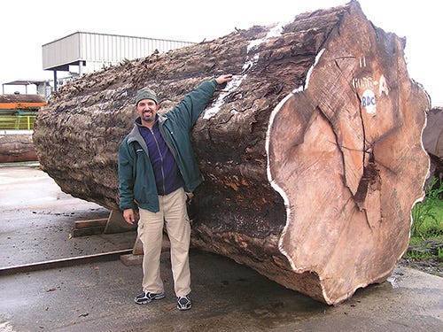 Man standing with large log cut from bubinga tree